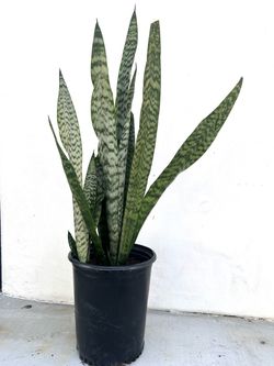 5 Gallon Snake Plant
