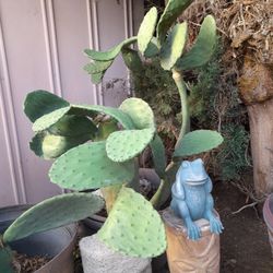 Stunning Large Abstract Shaoe Cactus Potted Large Rare Beauty