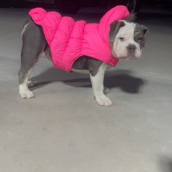 Dog Jacket 