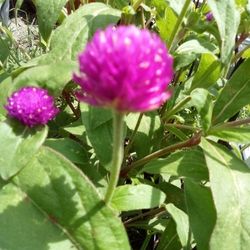 4 Purple Gomphrena Seeds $10