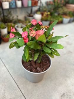 Crown of Thorns ( Euphorbia milii)