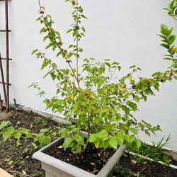 3.5” ft tall heavily producing dwarf mulberry tree
