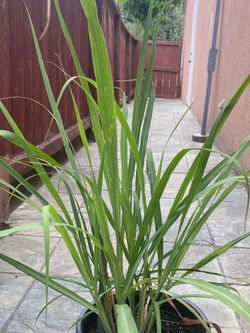 Lemongrass plant
