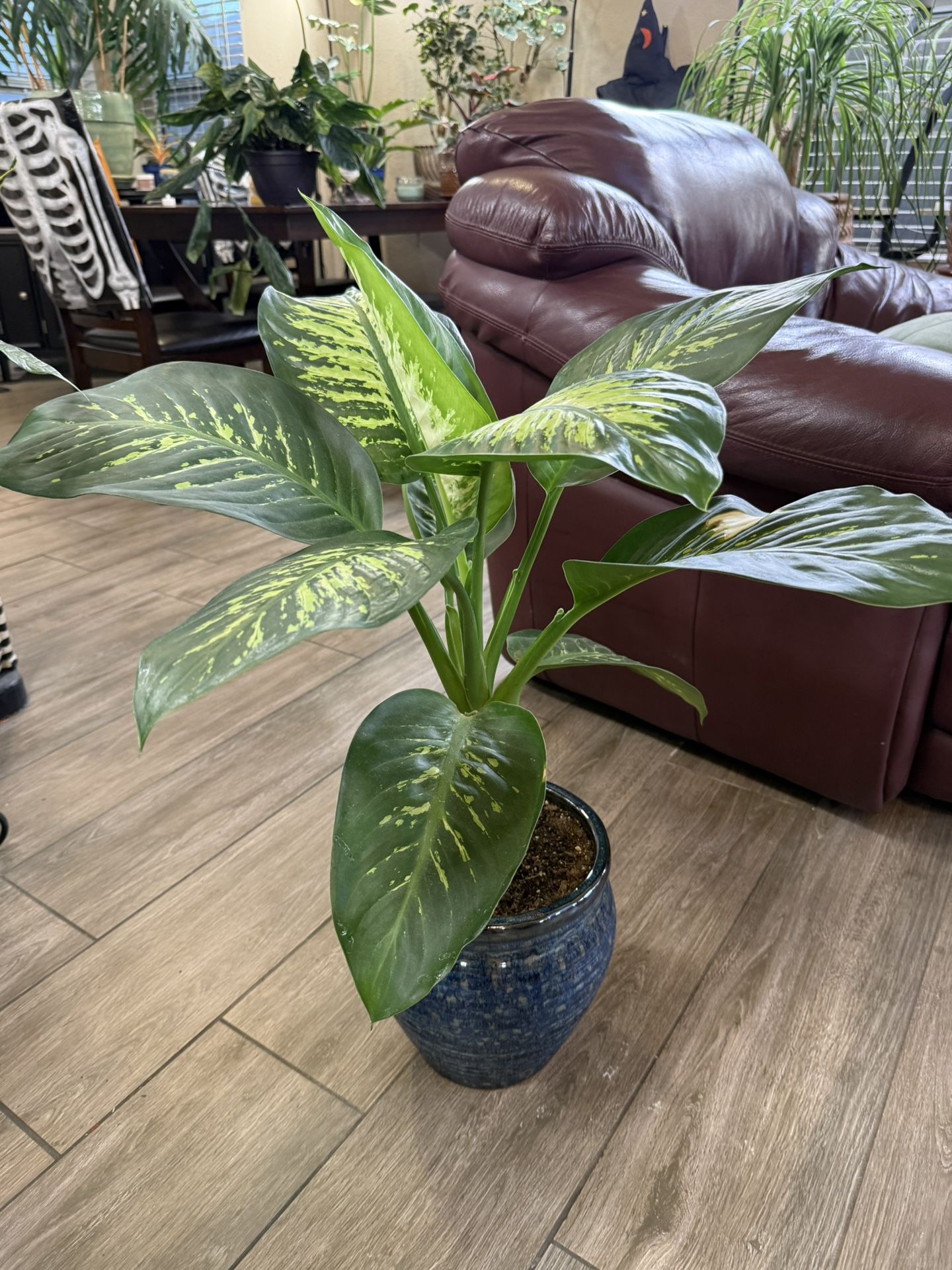 Live Tropic Snow Dieffenbachia Dumb Cane Plant In Ceramic Pot (Please Read Full Description)
