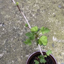 Pixwell Gooseberry Plant