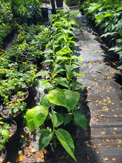 Dwarf Puerto Rican Plantain