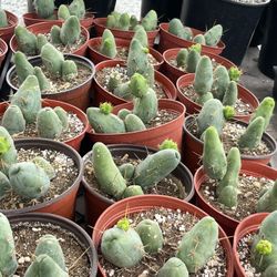 Penis Cactus In 6” Pots $10 Each 