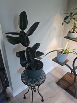 Burgundy Rubber Plant - Houseplant