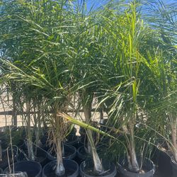 Queen Palm Trees 15 Gallon 