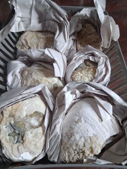 6 pc lot of rucks pit fossile clams
