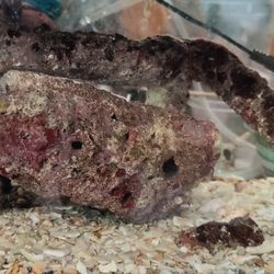 Five Gallons Worth Of Live Rock And Substrate