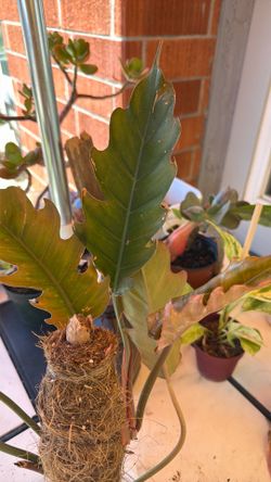 Plants