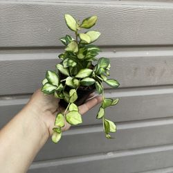 4” Variegated Hoya Heuschkeliana