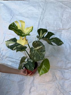 6” monstera thai constellation $50 each