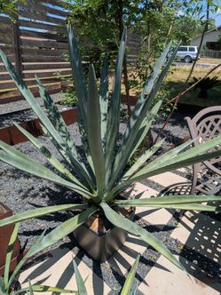 Agave tequilana plants - landscaping