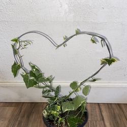 Wax Leaf Ivy (heart Topiary)