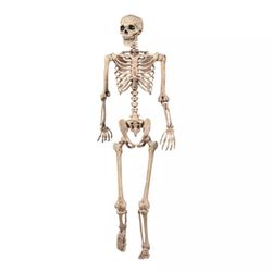 5ft Poseable Skeleton