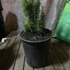 MS Plants 