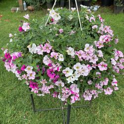 Outdoor Plant