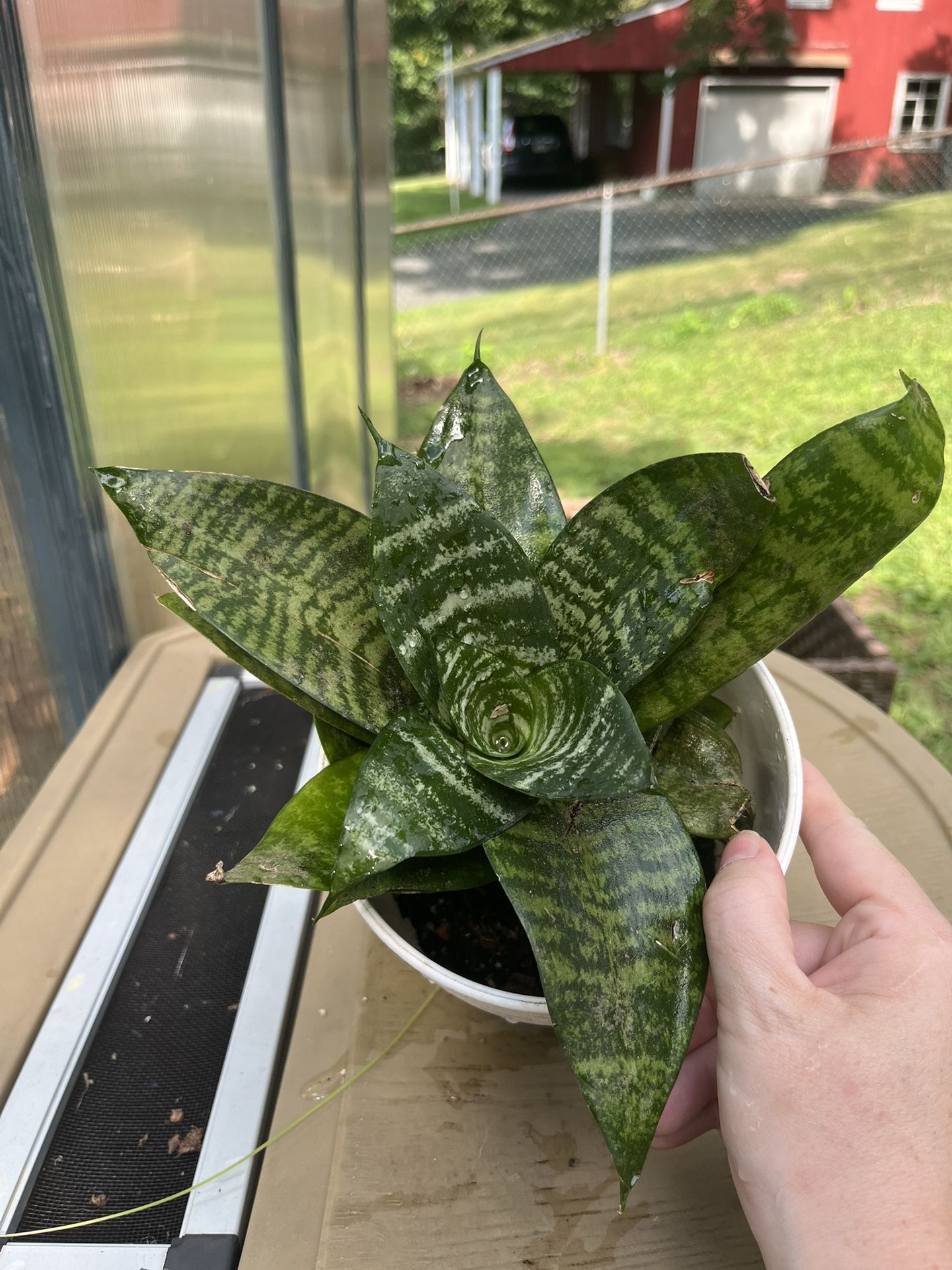 Sansevieria Plant 4