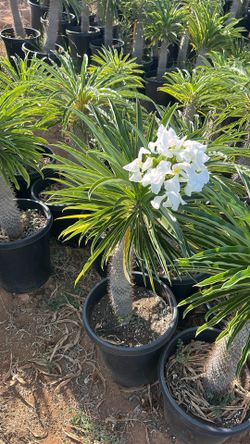 Madagascar Palm 15g