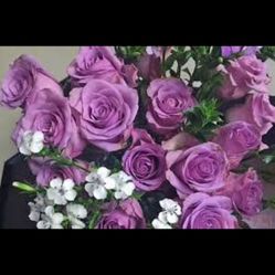 Rare Chinese Rose Plant-nightdale