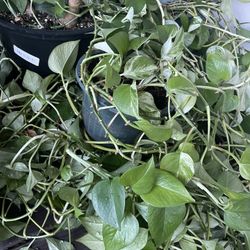 trailing pothos houseplants starters to well eatablishes $5-$20 ea varigated, windering dude, etc.