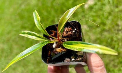 Caramel marble philodendron plant