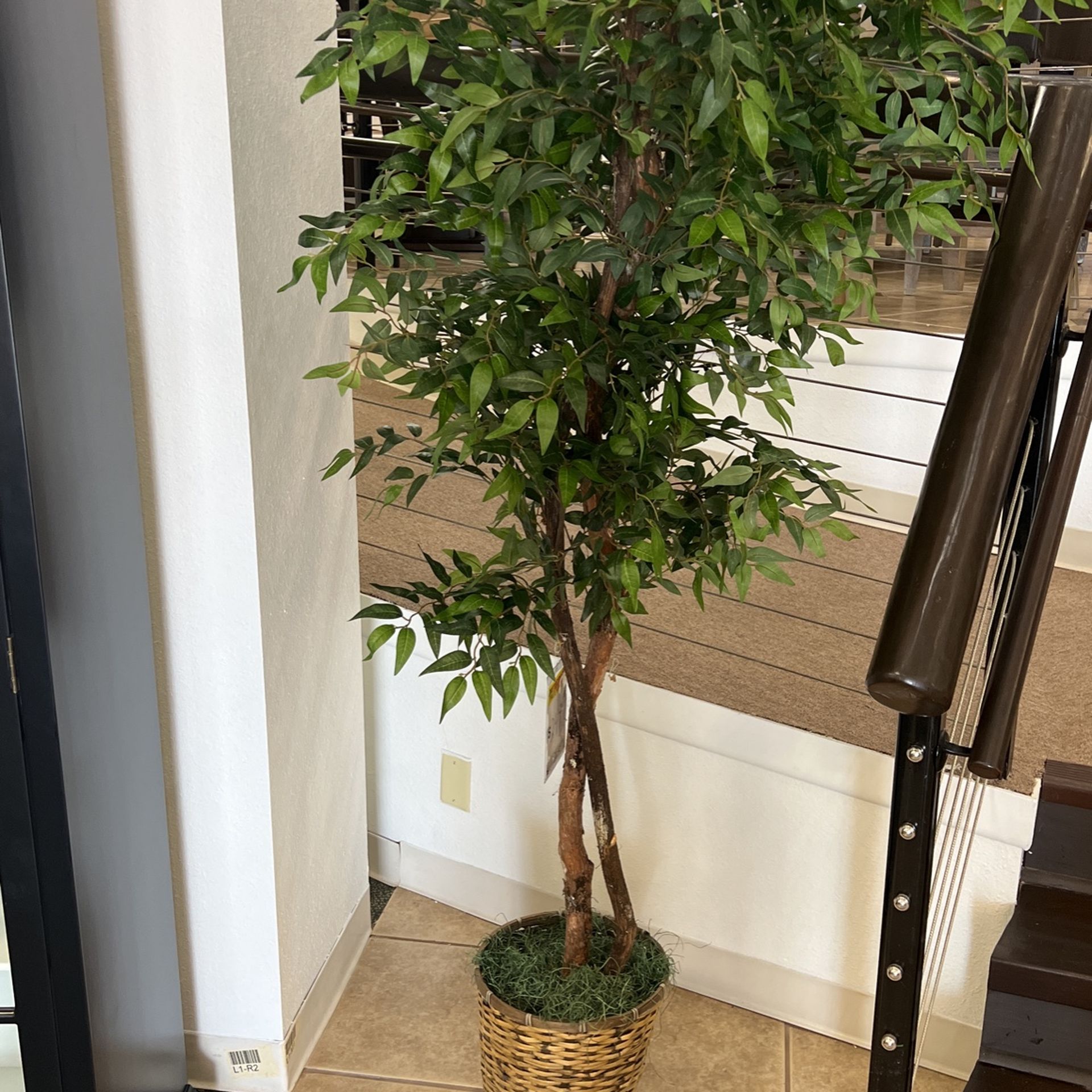 Universal Silk Plant