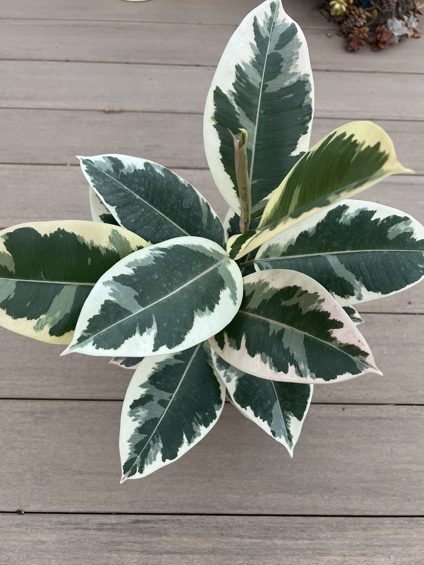 Tineke  Ficus Rubber Tree.  Live plant comes in 6” nursery pot. ✅ profile for more 🪴