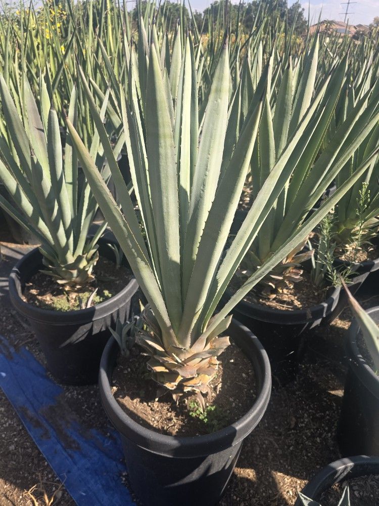 Agave Blue T.