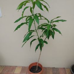 Mango trees for sale need to be planted in ground
