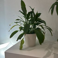 Plant