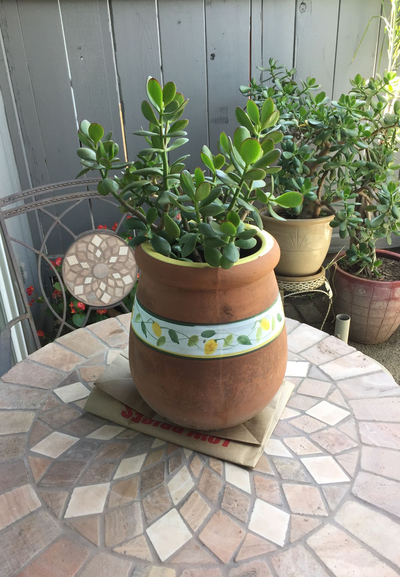 Jade Plant and Pot