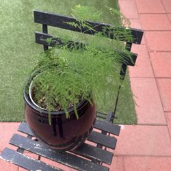 plant 