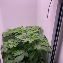 2025 Hey Abby Hydroponic Grow box 4ft by 2 feet wide