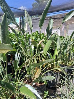 Huge sale large birds of paradise $85