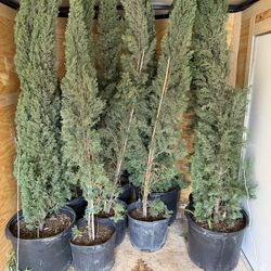mexican palm trees and Cypress Pine trees