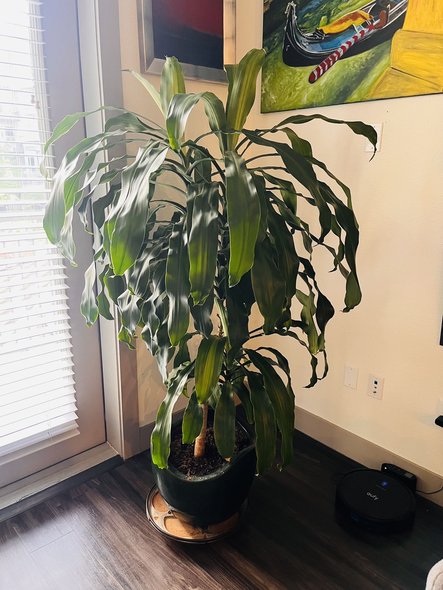Large Indoor Plant for Sale – Dracaena Corn Plant in Ceramic Pot 🌿