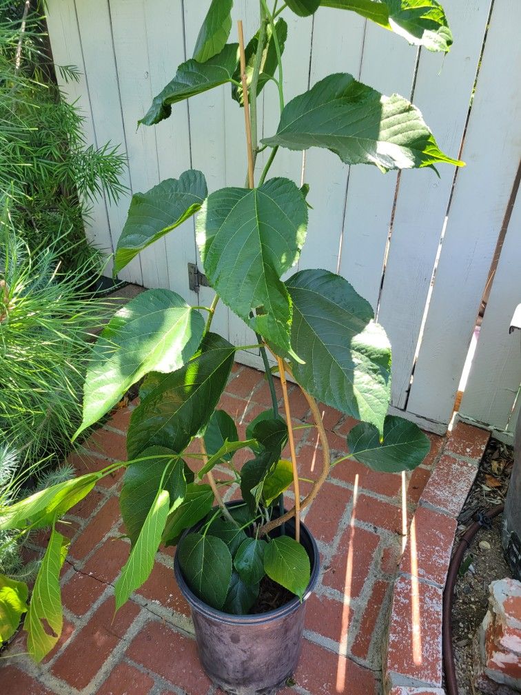 Pakistan Mulberry Fruit Trees -3 to 4 Feet Tall - Bigger Trunk  Pakistan  Mulberry  Tree