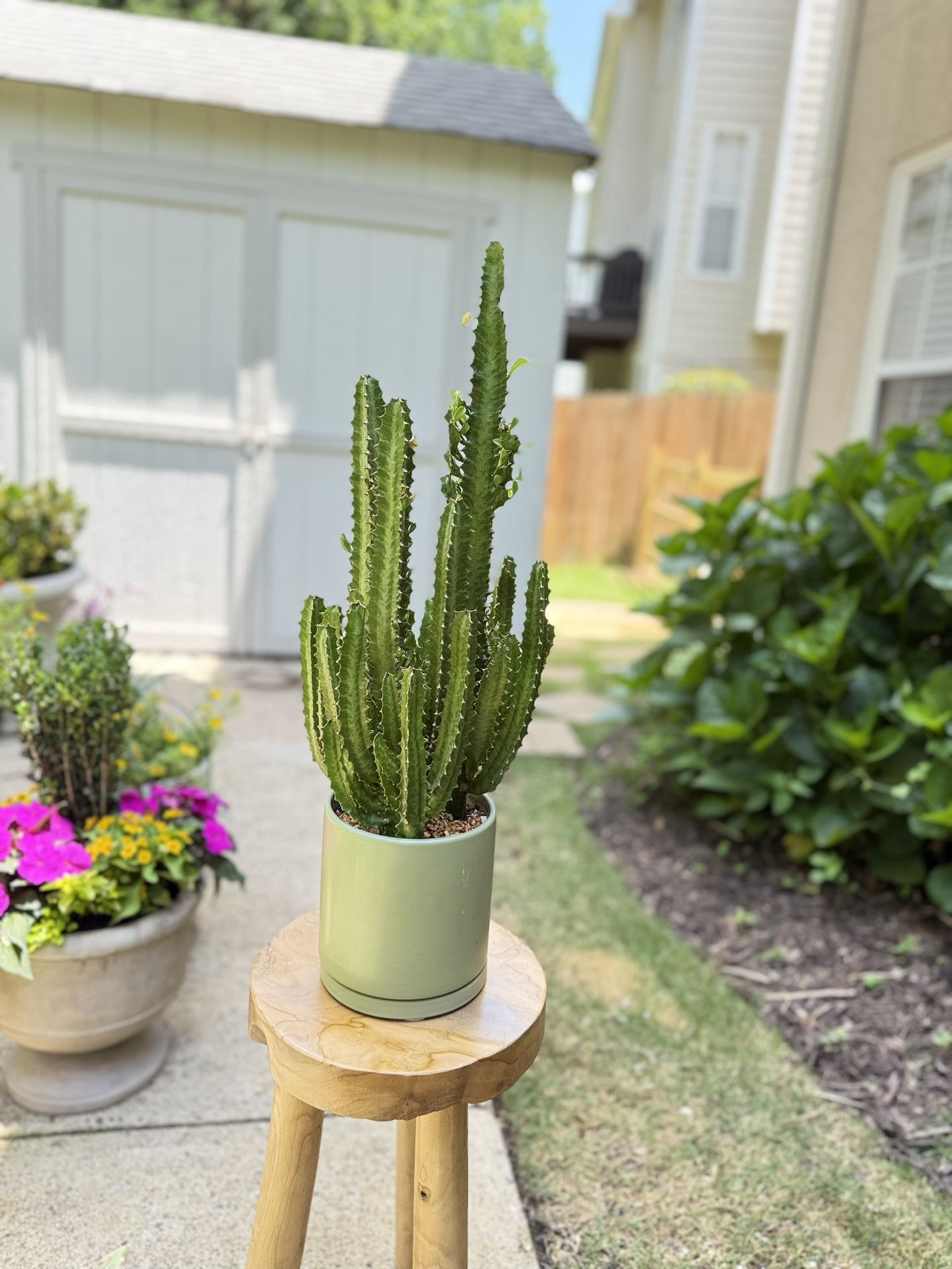 28” Tall Stunning Sleek Potted Cactus