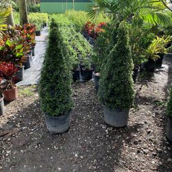 Beautiful topiary design plants for garden