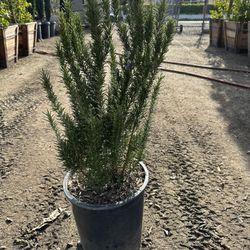 Rosemary Bush