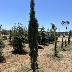 Stunning Italian Cypress Trees 12’ Tall for Sale