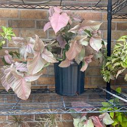 “ARROWHEAD” PLANT 