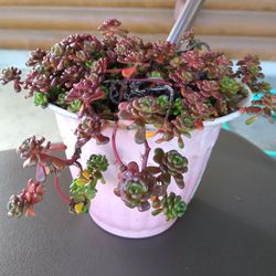 Pot Of Succulents. Nice Plant ,Color  Faded Pot