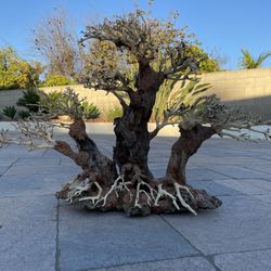 XL Bonsai Driftwood | Aquarium Fish tank