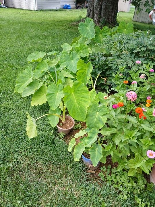 Elephant Ears