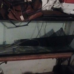 Fish aquarium