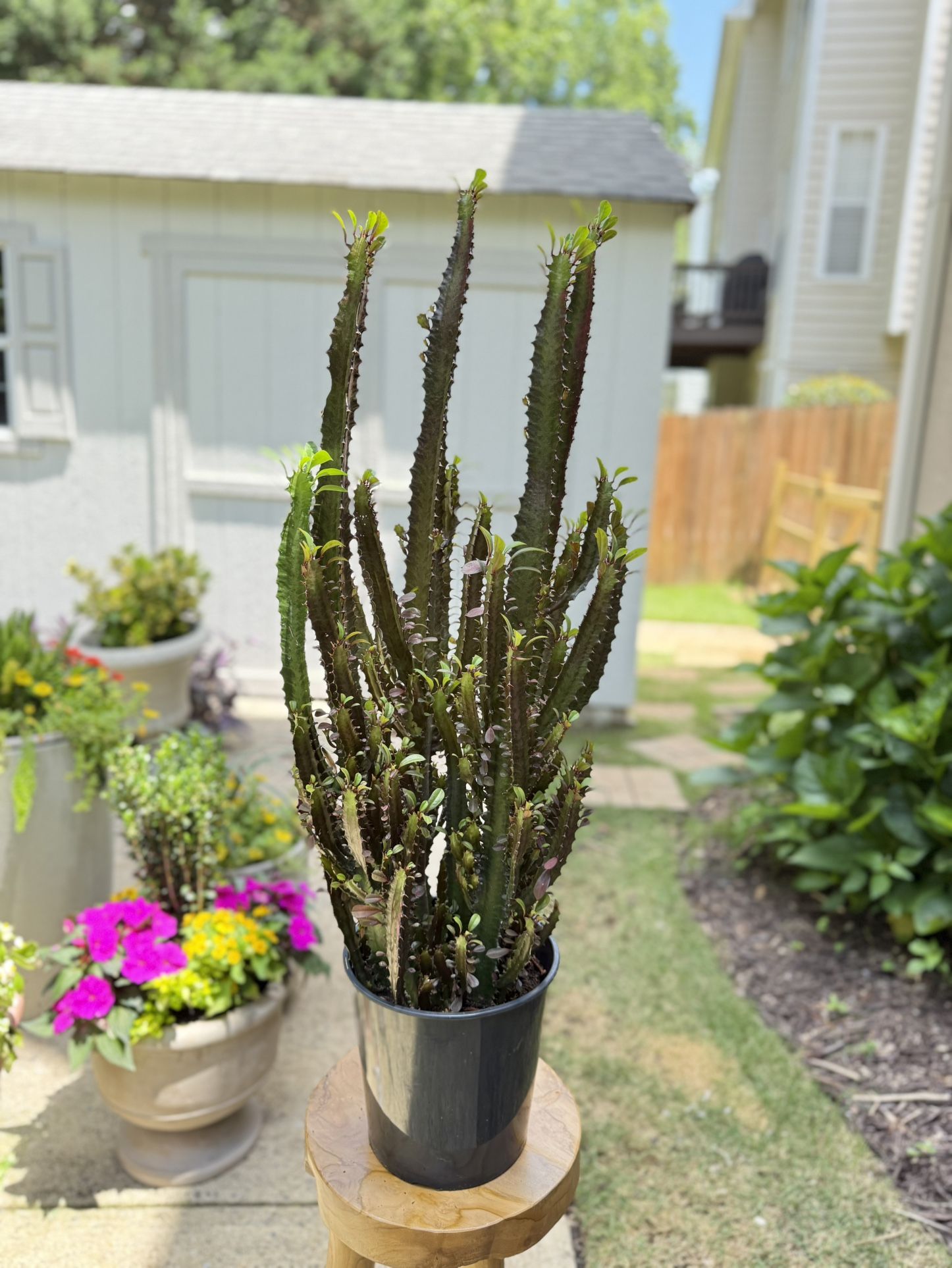 38” Cactus